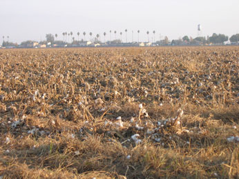 stubble of cotton field with row of palm trees in distance demarkating residential area